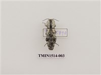 藏品(叩頭蟲科)的圖片